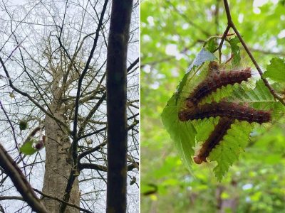 تحقیقات و راهکار علمی ضرورتی برای نجات این اکوسیستم