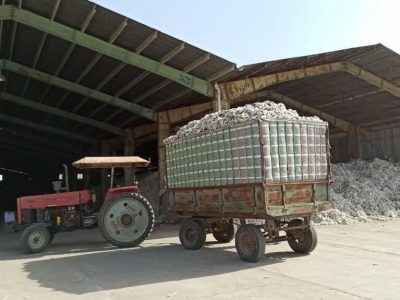 ۳۰۰ هزار تن وش پنبه امسال در کشور تولید میشود