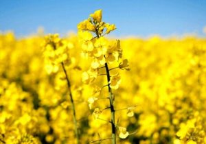 واردات ۹۰ درصدی دانه های روغنی