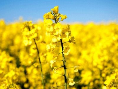 واردات ۹۰ درصدی دانه های روغنی