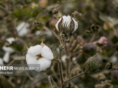 تولید ۶۰ هزار تن طلای سفید در دشت مغان