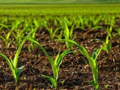 توسعه سیستم آبیاری نوین یکی از راهکارهای تحقق اجرای الگوی کشت