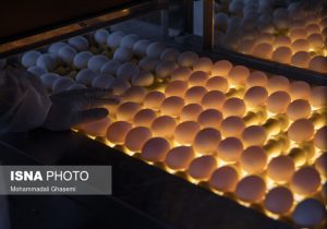 فروش تخم مرغ بالای ۹۰ هزار تومان تخلف است