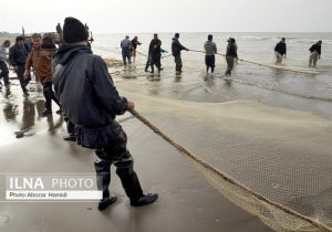 تمدید ممنوعیت صید تجاری ماهیان خاویاری خزر