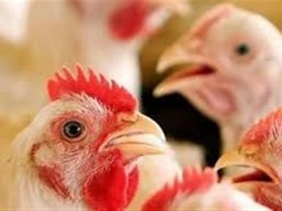 مرغ آرین مازاد مرغداران با قیمت مصوب خریداری میشود
