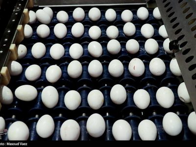 فروش هرشانه تخم مرغ بالاتر از ۷۶ هزار تومان تخلف است