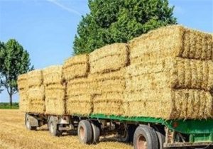 رفع ممنوعیت صادرات آخل به گمرکات کشور ابلاغ شد