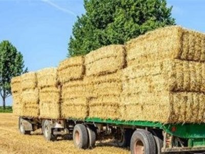 رفع ممنوعیت صادرات آخل به گمرکات کشور ابلاغ شد