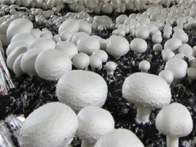 تولید روزانه قارچ به ۵۵۰ تن رسید