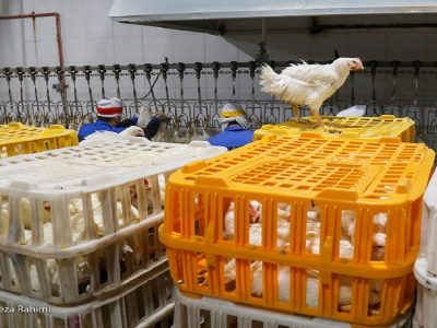 حداکثر نیاز مرغ روزانه کشور ۶ هزار تن است