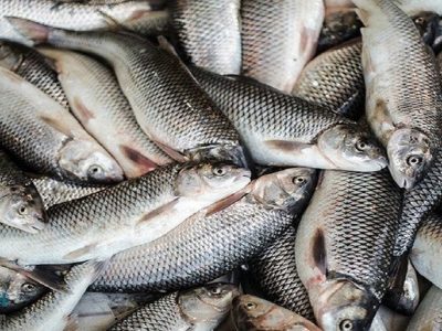 اختلاف ۸۰ درصدی قیمت ماهی از مزرعه تا بازار