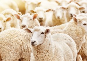 صادرات دام به بیش از ۸۰ هزار راس رسید