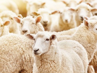 صادرات دام به بیش از ۸۰ هزار راس رسید