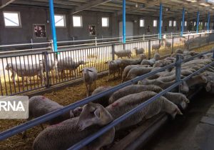 حمایت از دامداران با تهاتر دام با نهاده