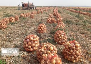 پیش‌بینی تولید ۳ میلیون تن پیاز در سال جاری