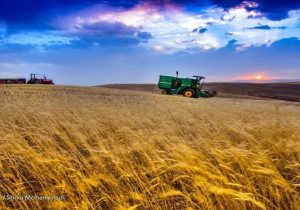 نگرانی در خصوص تامین گندم نان کشور نداریم