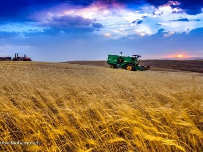 نگرانی در خصوص تامین گندم نان کشور نداریم