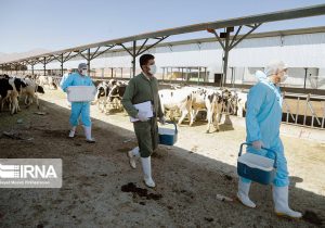 بیشترین سهم حوزه دامپزشکی به آموزش و ترویج اختصاص می‌یابد