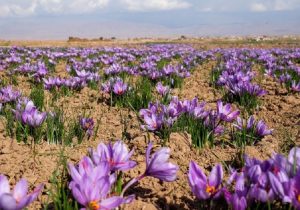 توسعه مزارع زعفران از برنامه‌های اولویت‌دار جهاد کشاورزی کردستان است