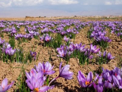 توسعه مزارع زعفران از برنامه‌های اولویت‌دار جهاد کشاورزی کردستان است