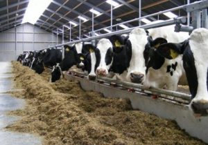 صادرات کاه،آخال حبوبات و کنسانتره؛ تهدید یا فرصت؟