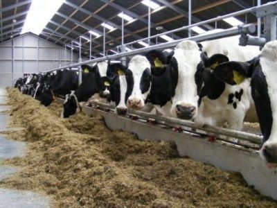 صادرات کاه،آخال حبوبات و کنسانتره؛ تهدید یا فرصت؟