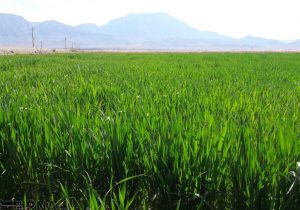 اجرای موفق الگوی کشت به همکاری همه دستگاهها بستگی دارد/ کشت ۱۶ محصول اساسی در فاز نخست