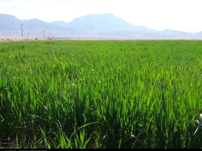 اجرای موفق الگوی کشت به همکاری همه دستگاهها بستگی دارد/ کشت ۱۶ محصول اساسی در فاز نخست