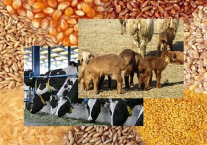 حمایت از دامداران با تهاتر دام با نهاده