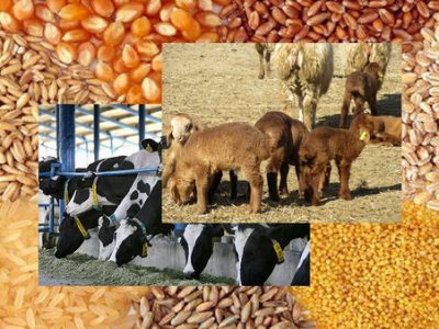 حمایت از دامداران با تهاتر دام با نهاده