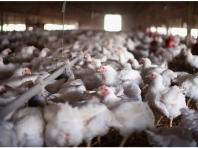 کانونی از شیوع بیماری آنفلوانزای فوق حاد پرندگان در ایران نداریم