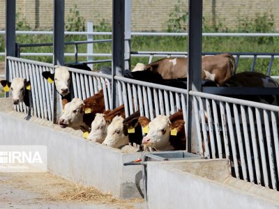 بخش دام و طیور اصلی‌ترین بهره‌بردار طرح الگوی کشت است