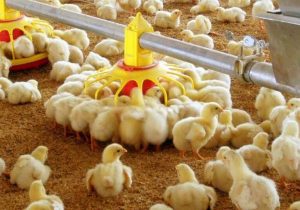 ۲۸ میلیون قطعه جوجه‌ریزی در مرغداری‌های کردستان انجام شد