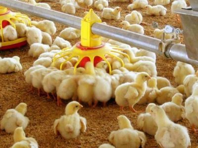 ۲۸ میلیون قطعه جوجهریزی در مرغداریهای کردستان انجام شد