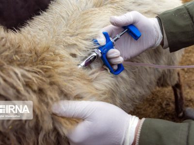 برنامه ریشه کنی ۶ بیماری دامی تا دو سال آینده/ اشتغالزایی برای ۱۰ هزار نفر