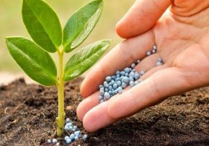 ۵ میلیون تن کود کشاورزی نیاز سالانه کشور/ کمبود فسفر در ۷۰ درصد خاکهای کشاورزی