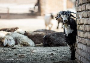 صادرات دام‌ متوقف نشده است