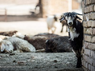 صادرات دام متوقف نشده است