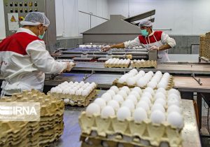 تولید تخم مرغ در کردستان به هفت هزار تن در سال افزایش یافت