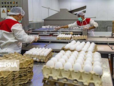 تولید تخم مرغ در کردستان به هفت هزار تن در سال افزایش یافت