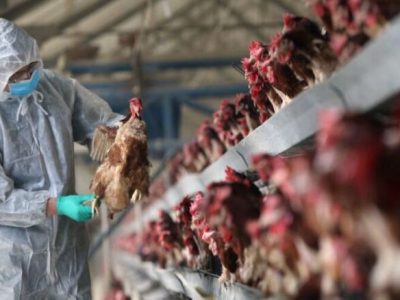 هفت میلیون دام در کشور به طور رایگان واکسینه شدند