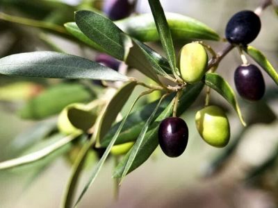 نخستین آزمایشگاه ارزیابی حسی روغن زیتون در قزوین افتتاح شد