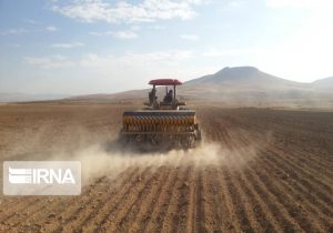 سطح زیر کشت گندم کشور از پنج میلیون هکتار گذشت