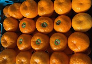 گسترش بازارهای صادراتی مرکبات مازندران در اورآسیا