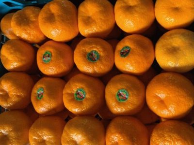 گسترش بازارهای صادراتی مرکبات مازندران در اورآسیا