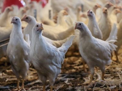 قیمت مرغ زیر ۵۰ هزار تومان شد