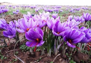 پیش‌بینی برداشت بیش از ۵۸ کیلوگرم زعفران در خوزستان