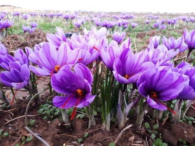 پیش‌بینی برداشت بیش از ۵۸ کیلوگرم زعفران در خوزستان
