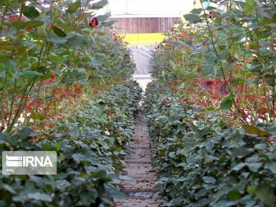 ۱۳ هکتار از سطح گلخانههای قصرشیرین به کشت گیاهان دارویی اختصاص یافت