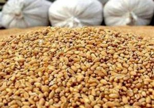 احتمال واردات و صادرات نهاده‌ها و خوراک دام و طیور با ارز آزاد